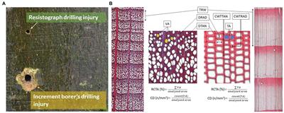 Relationships Between Wood-Anatomical Features and Resistance Drilling Density in Norway Spruce and European Beech